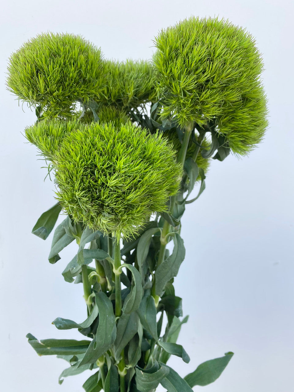 Green Trick Dianthus
(Green Balls)