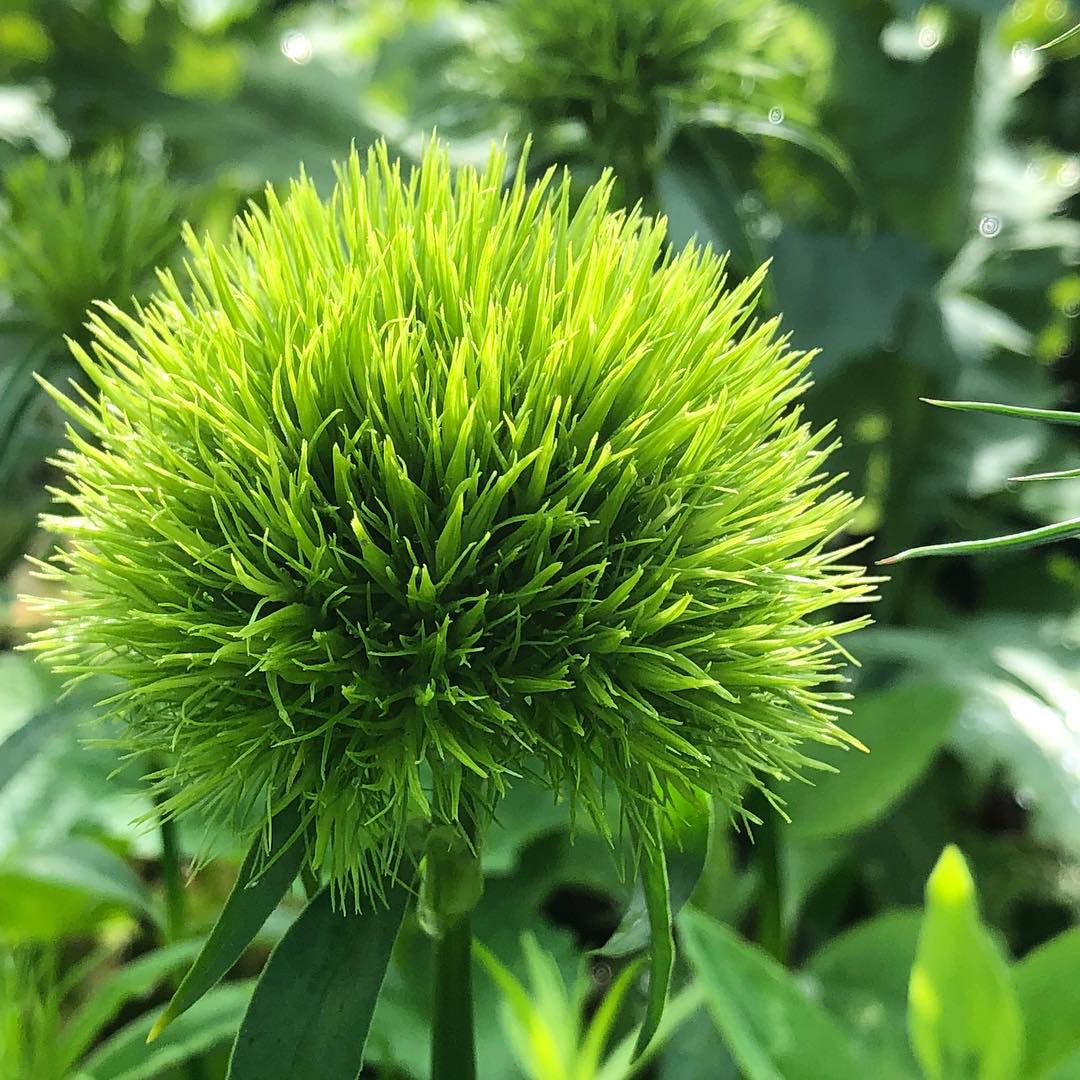 Green Trick Dianthus
(Green Balls)