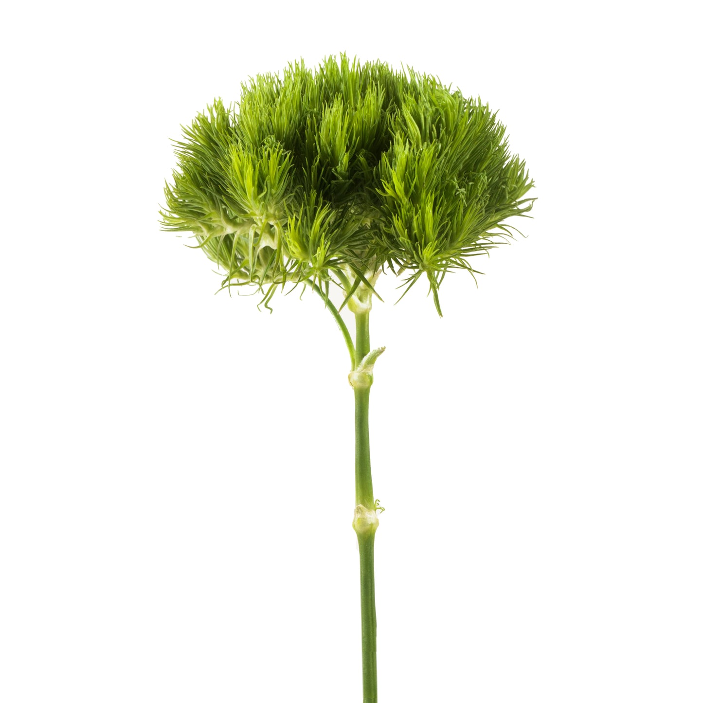 Green Trick Dianthus
(Green Balls)