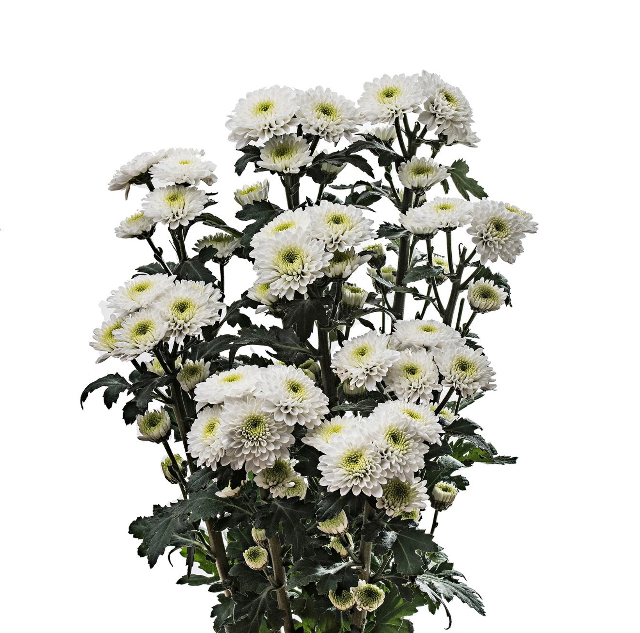 White Button Mum
