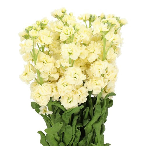 Yellow Stock Flowers – Imported