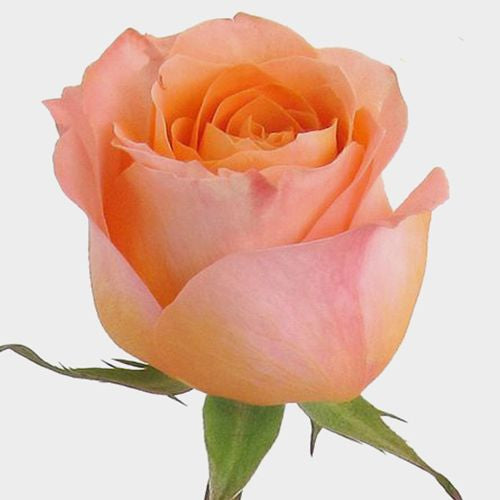 Coral Reef Ecuadorian Roses – 25 Stems