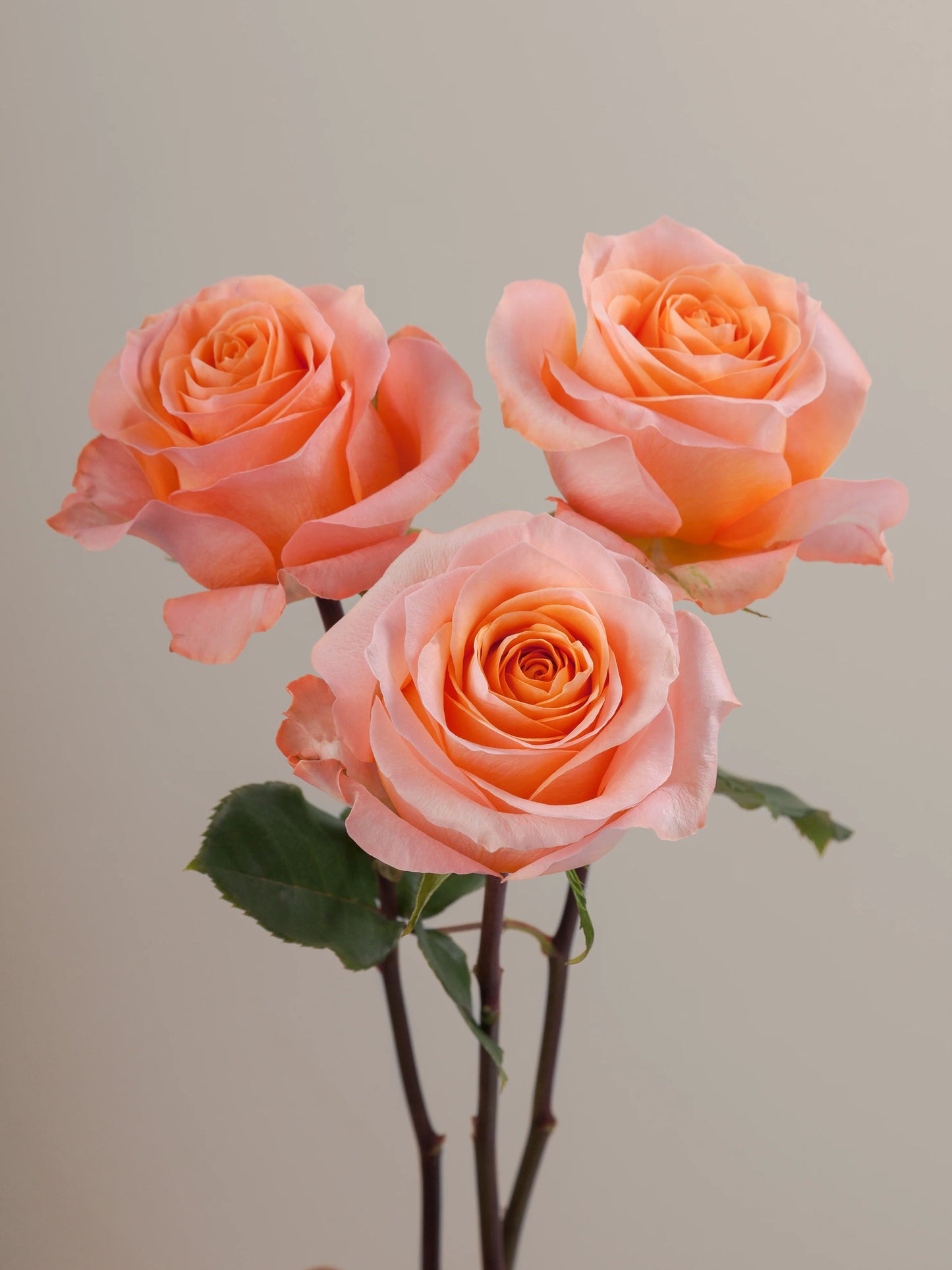 Coral Reef Ecuadorian Roses – 25 Stems