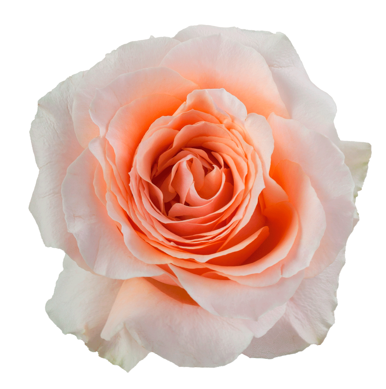 Felicity Ecuadorian Roses – 25 Stems