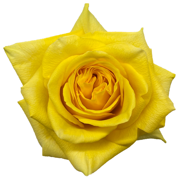 Goldfinch Ecuadorian Roses – 25 Stems