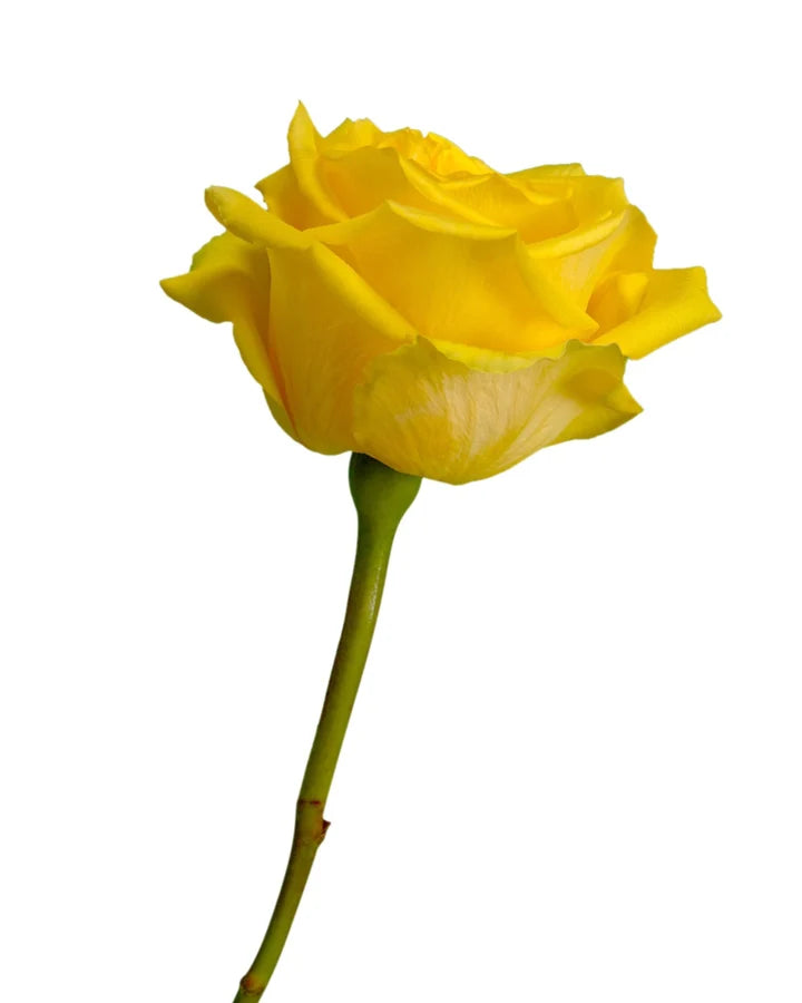 Goldfinch Ecuadorian Roses – 25 Stems