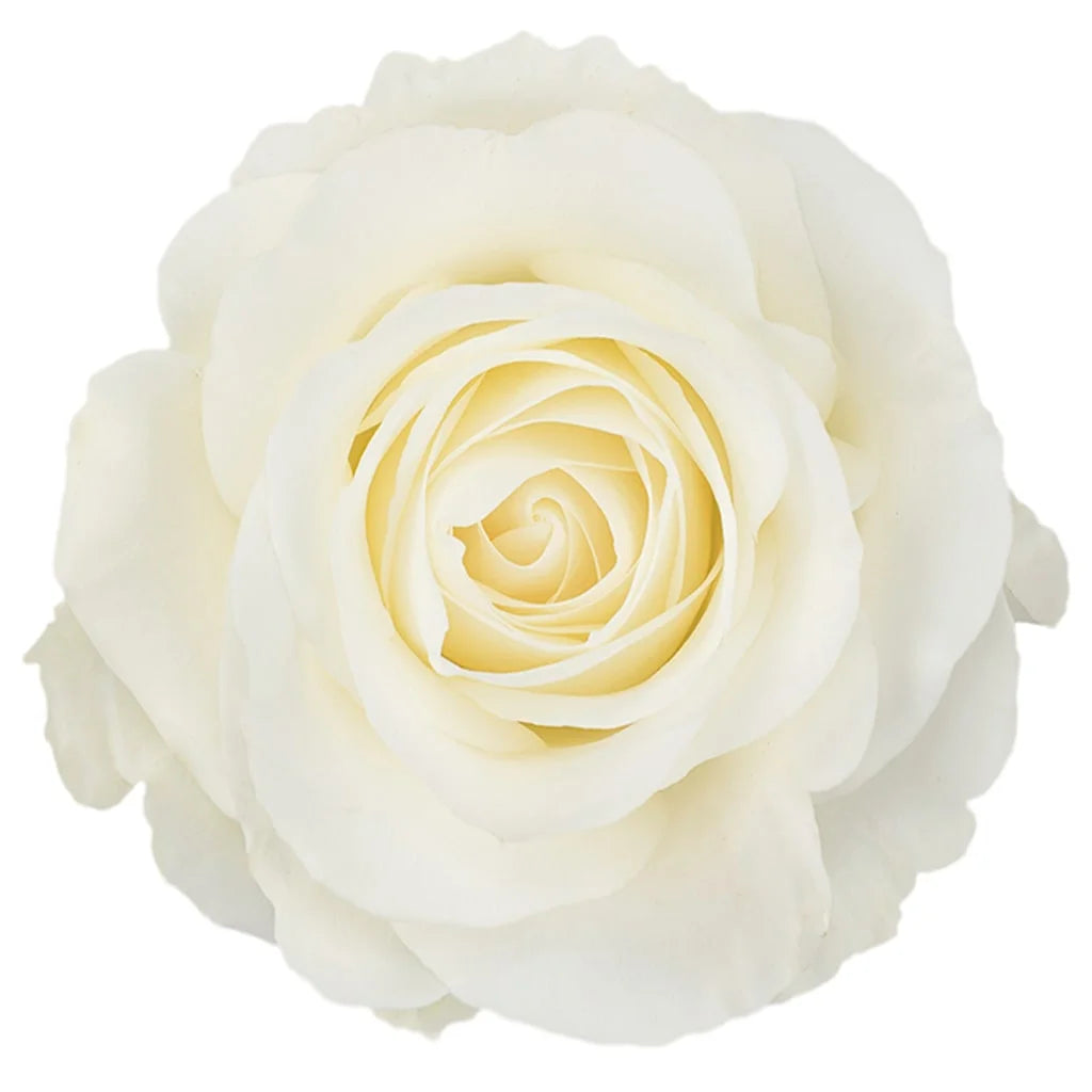 Tibet Ecuadorian Roses – 25 Stems