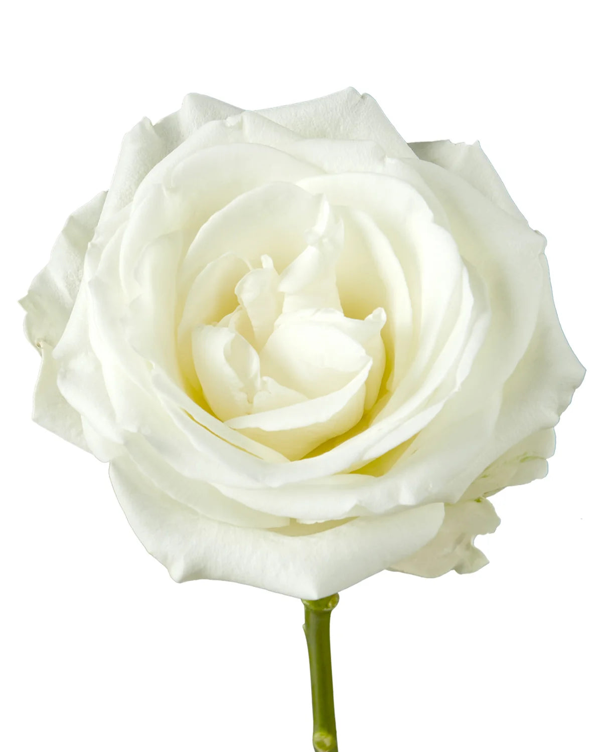 Tibet Ecuadorian Roses – 25 Stems