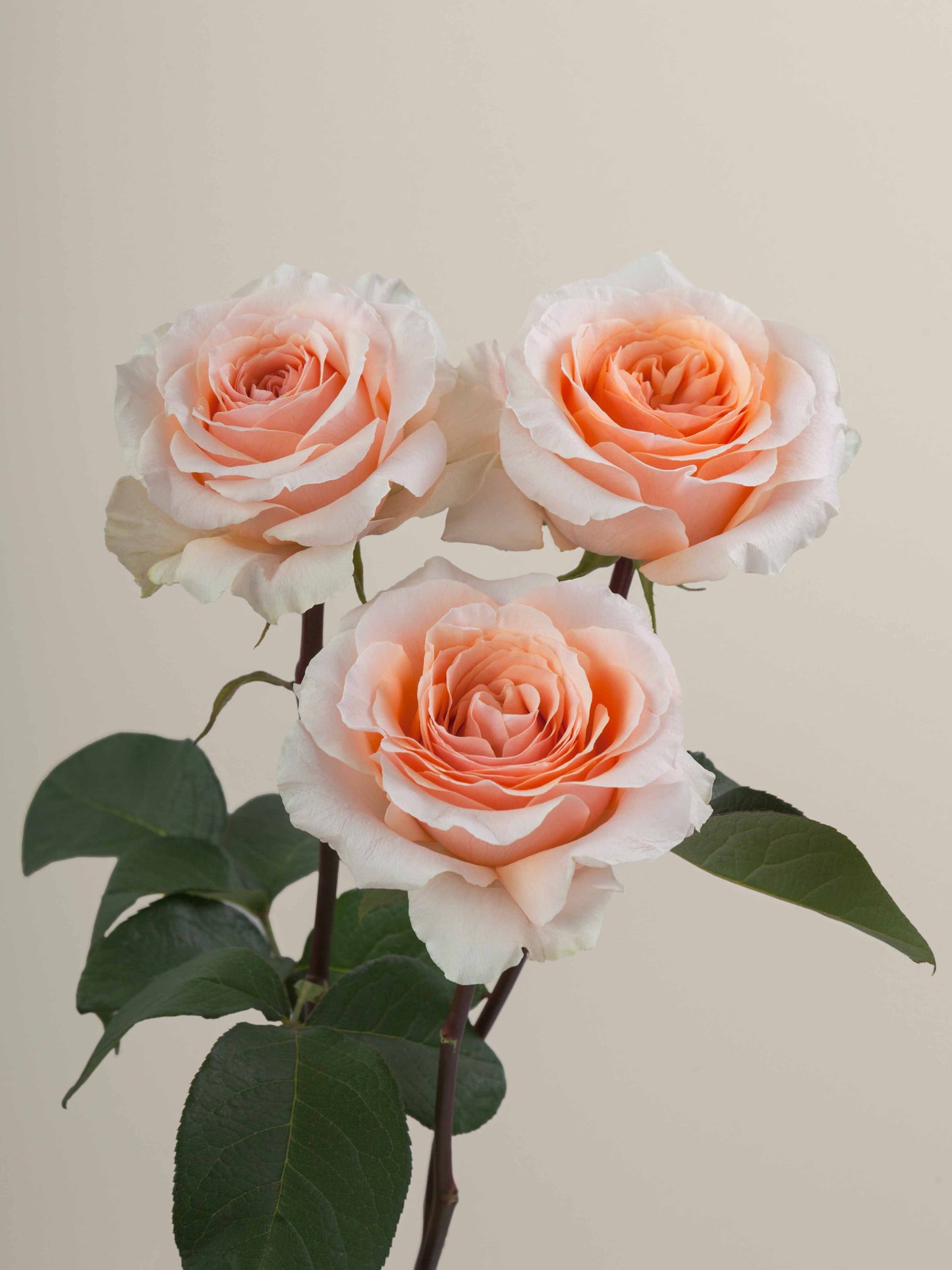 Felicity Ecuadorian Roses – 25 Stems