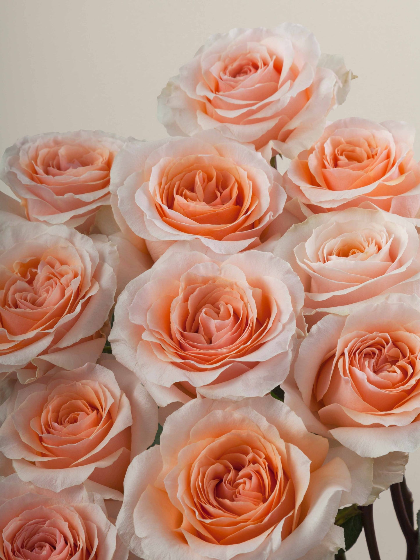 Felicity Ecuadorian Roses – 25 Stems