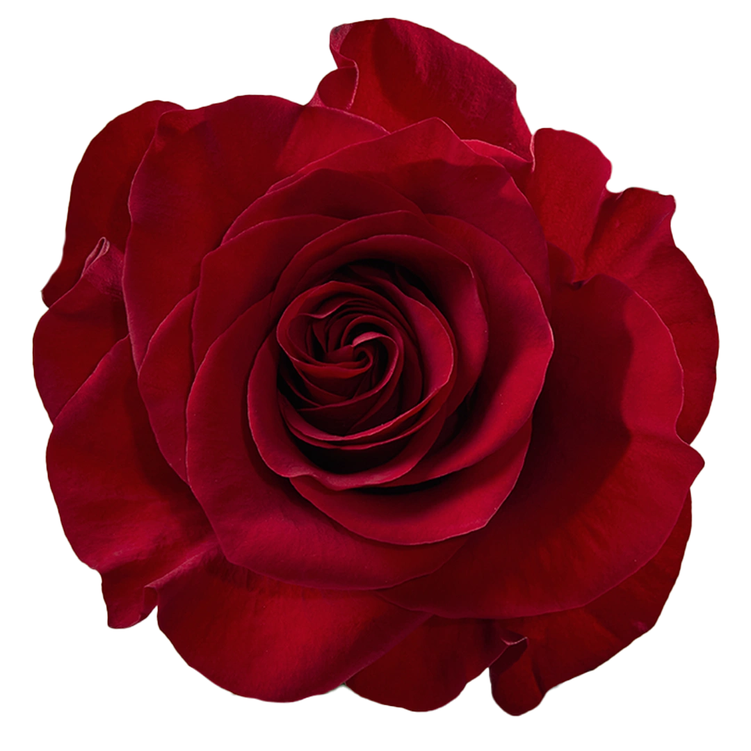 Mamma Mia Red Roses – Ecuadorian | 25 Stems
