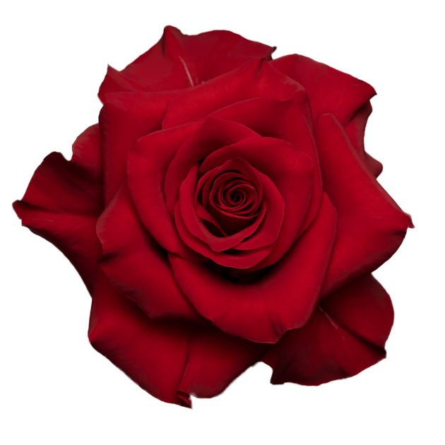 Mamma Mia Red Roses – Ecuadorian | 25 Stems