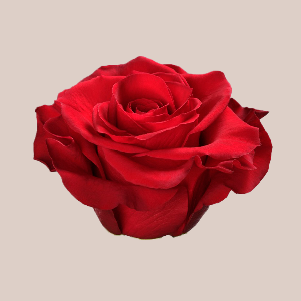 Mamma Mia Red Roses – Ecuadorian | 25 Stems
