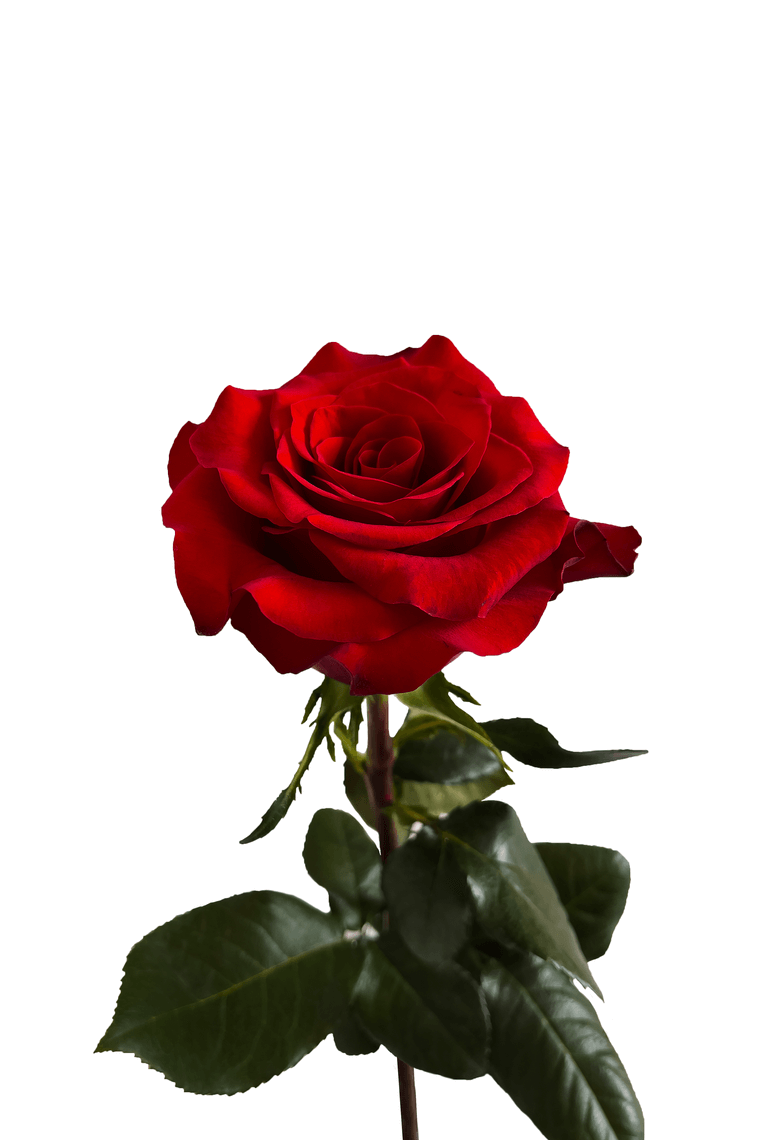 Mamma Mia Red Roses – Ecuadorian | 25 Stems