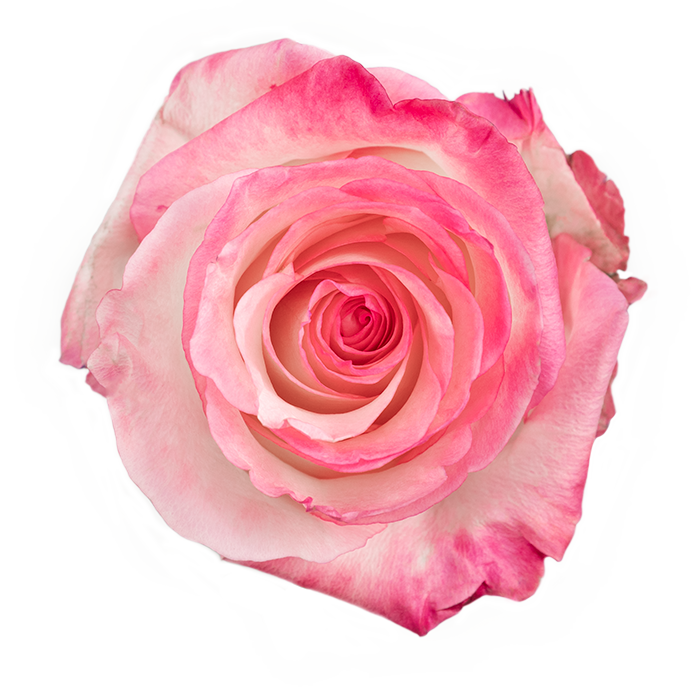 Boulevard Roses – Ecuadorian | 25 Stems