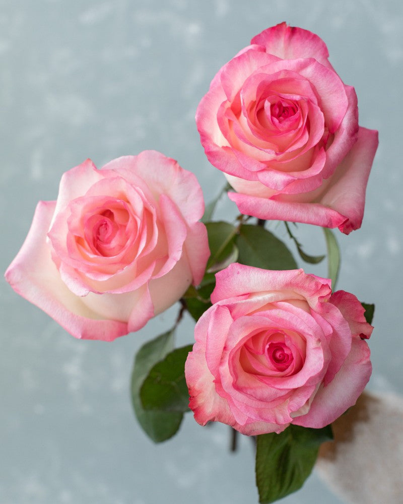 Boulevard Roses – Ecuadorian | 25 Stems