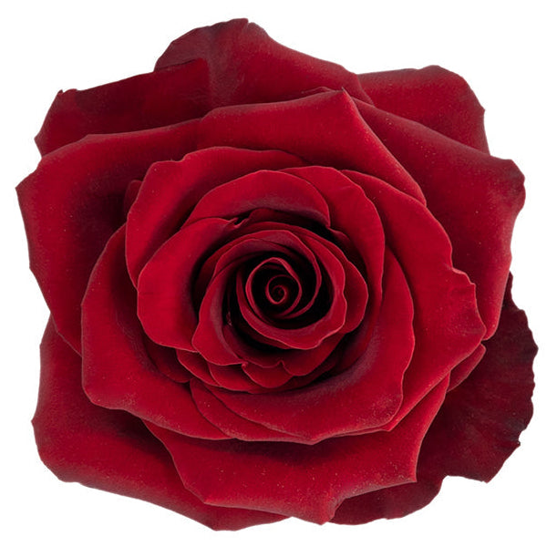 Explorer Rose