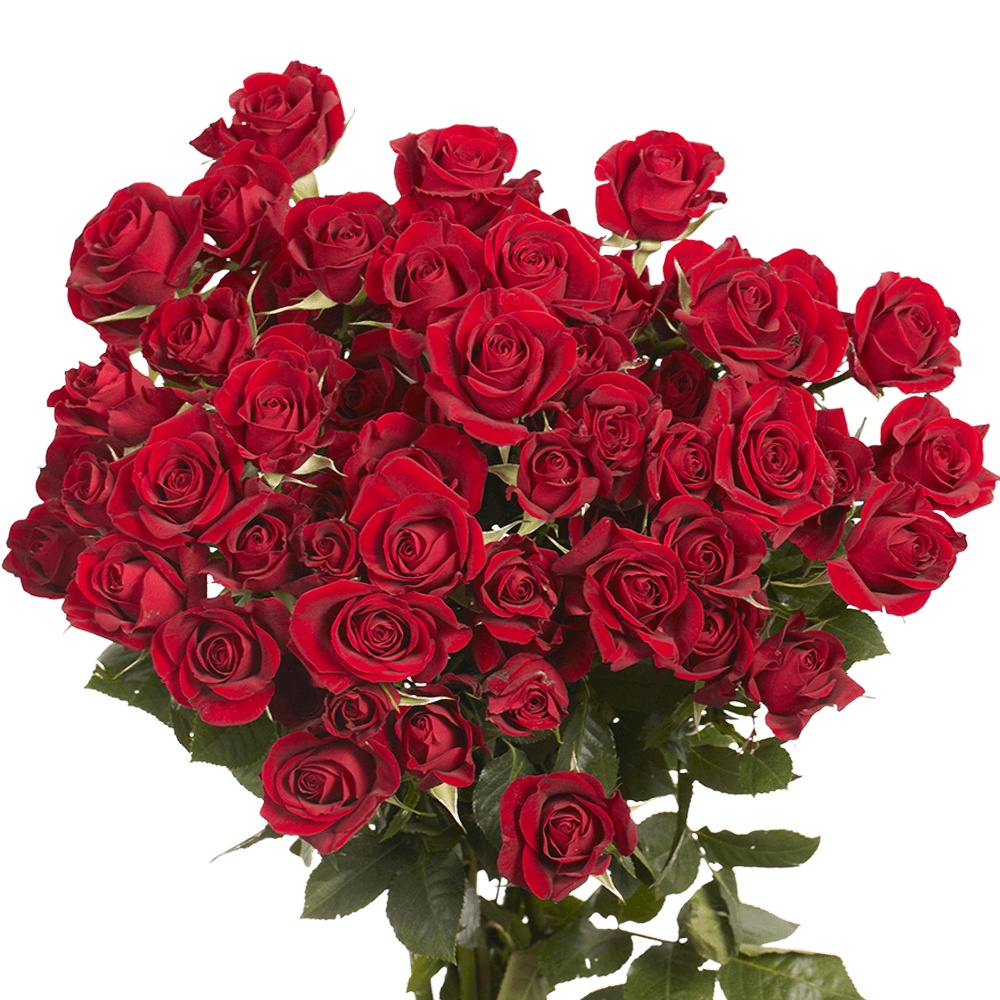 Red Spray Rose
