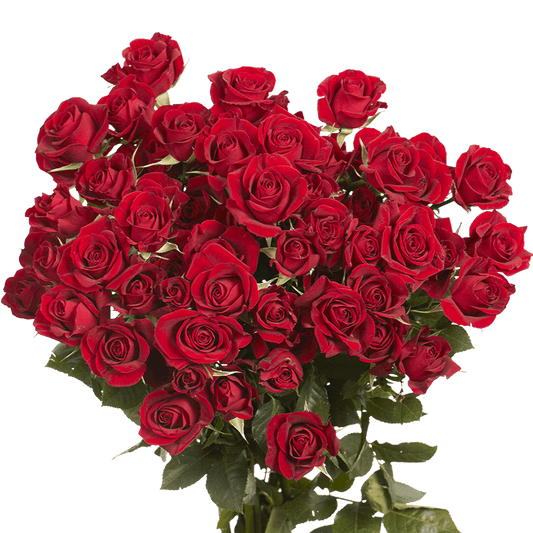 Red Spray Rose