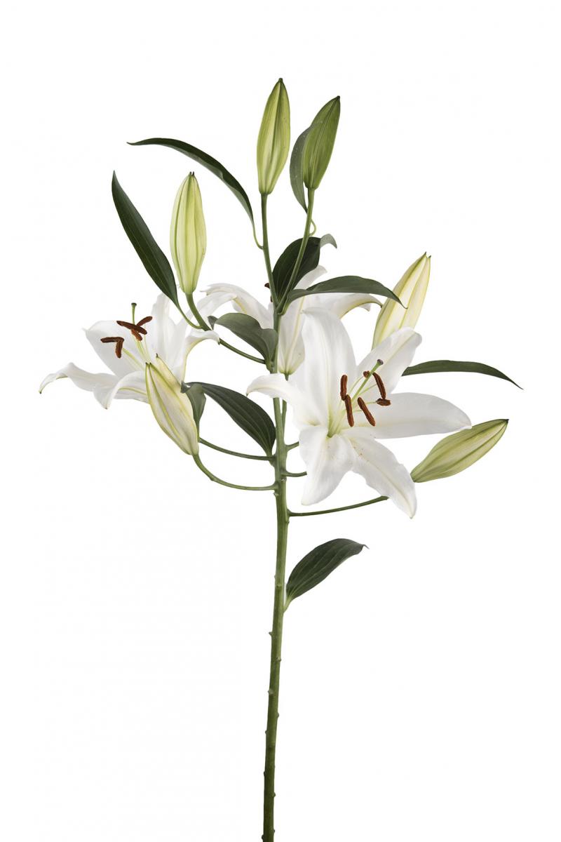 Premium Casablanca Oriental Lily