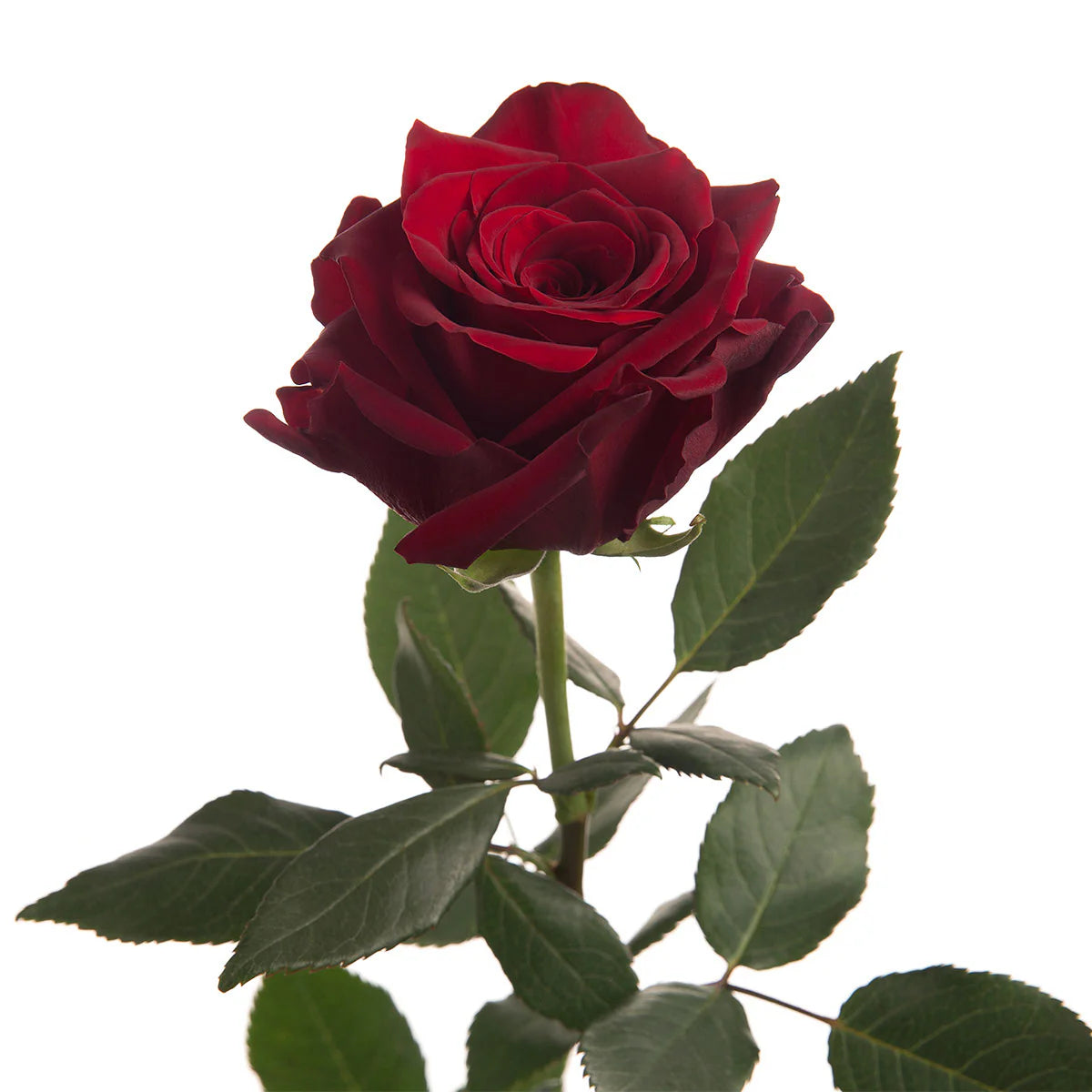 Explorer Rose