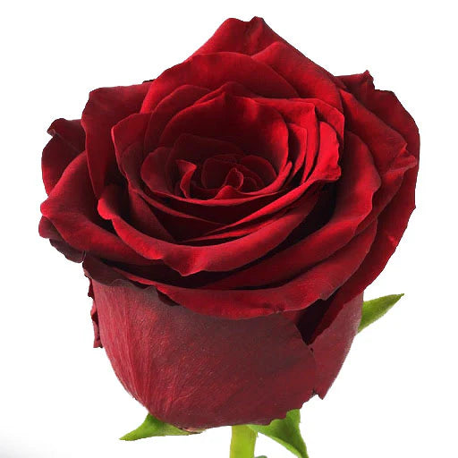 Explorer Rose