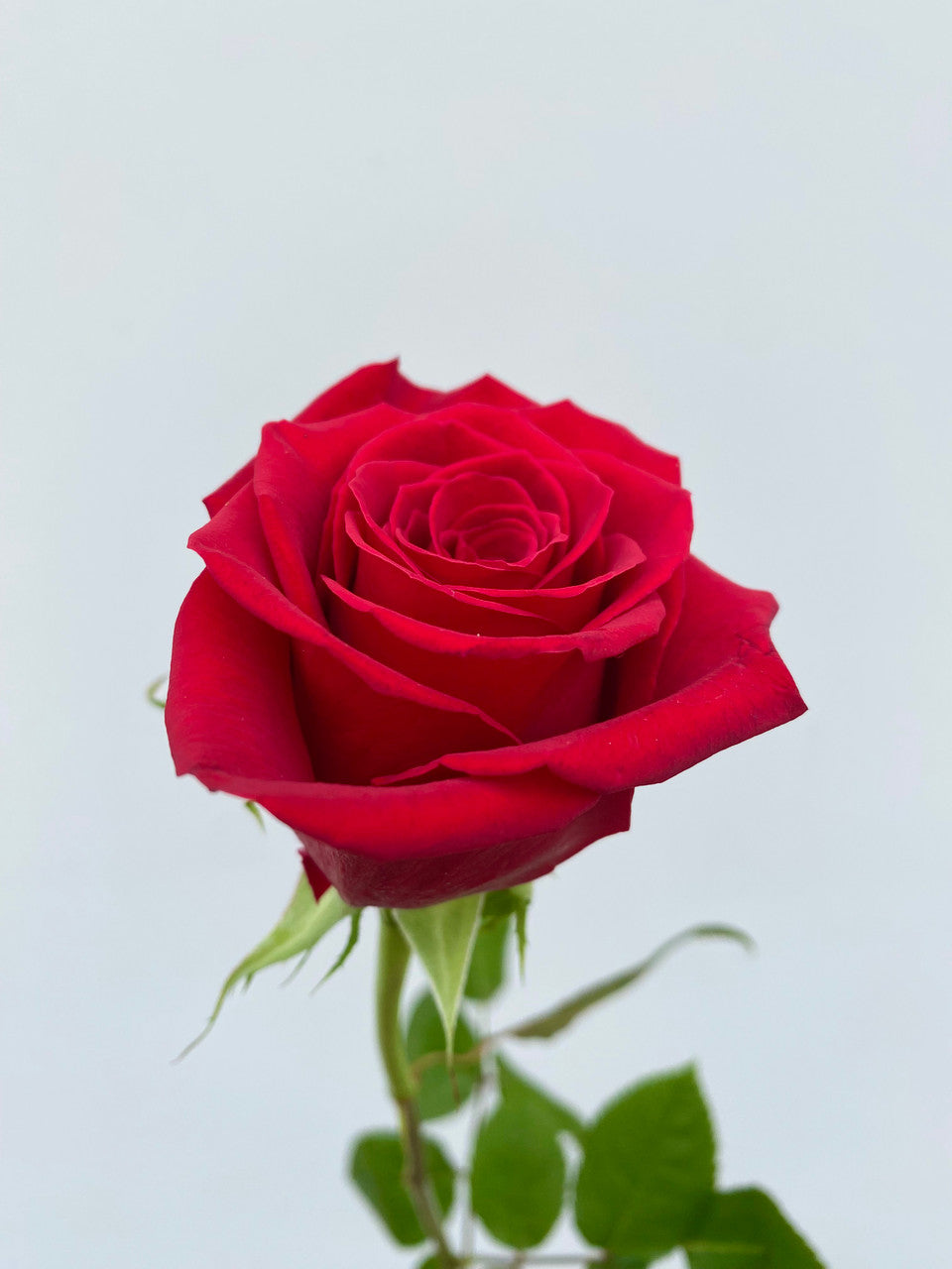 Freedom Rose