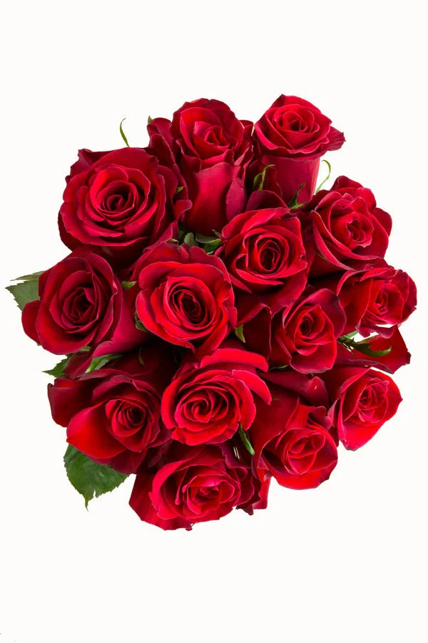 Freedom Rose