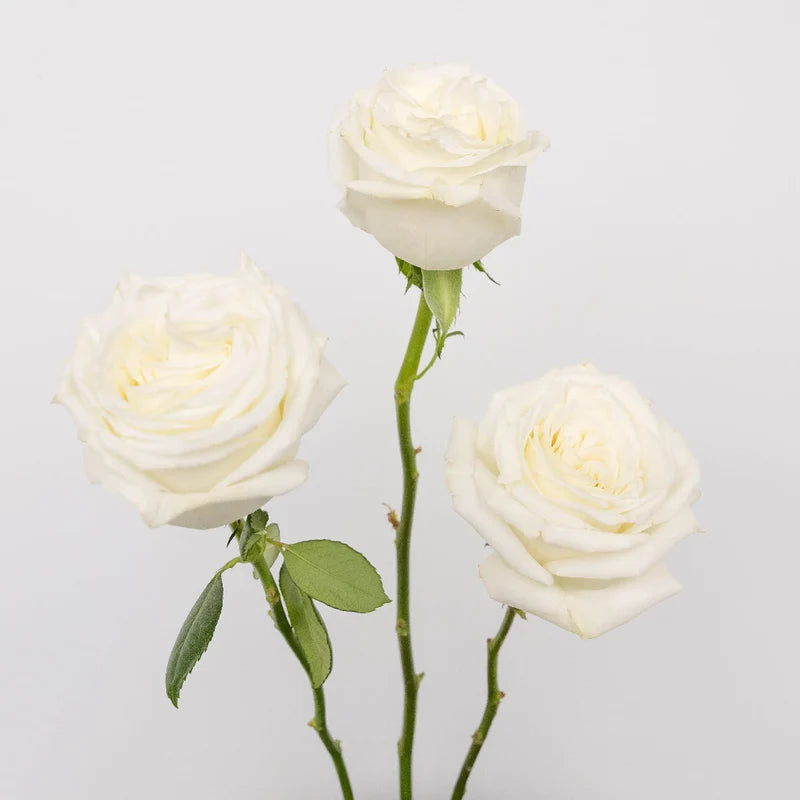 Playa Blanca Rose
