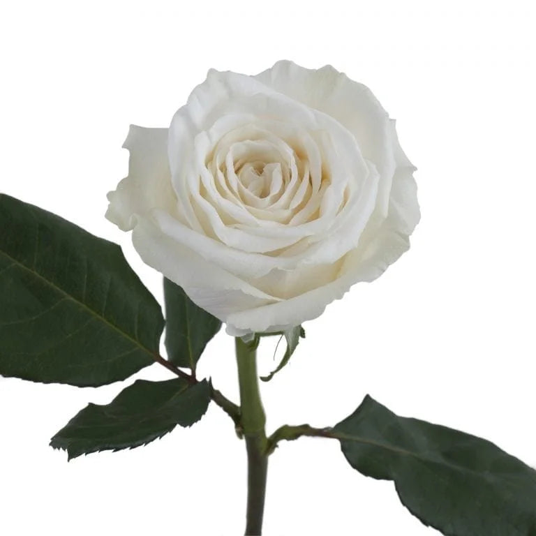 Playa Blanca Rose