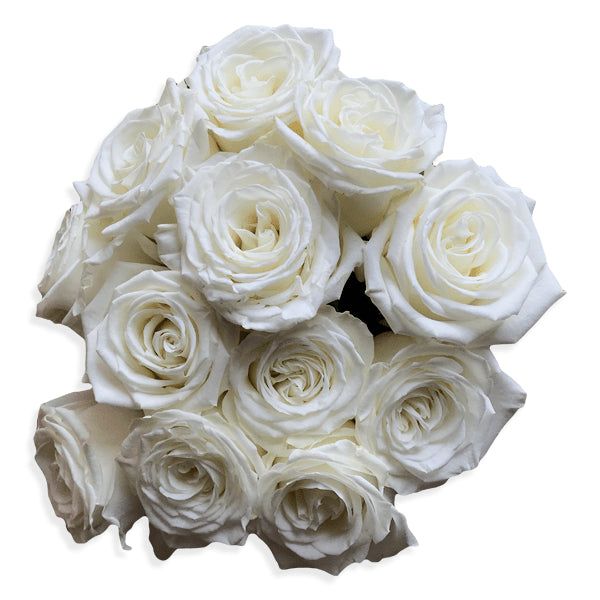 Playa Blanca Rose