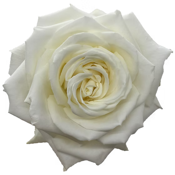 Playa Blanca Rose
