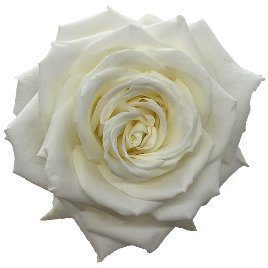 Playa Blanca Rose