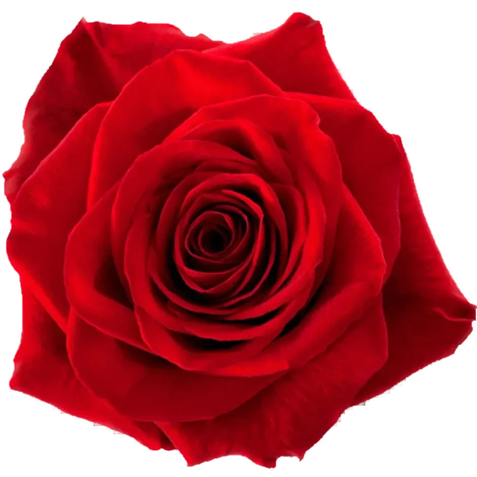 Freedom Rose
