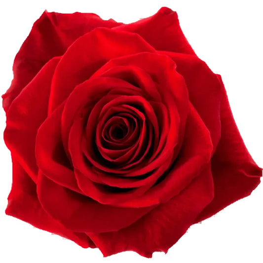 Freedom Rose