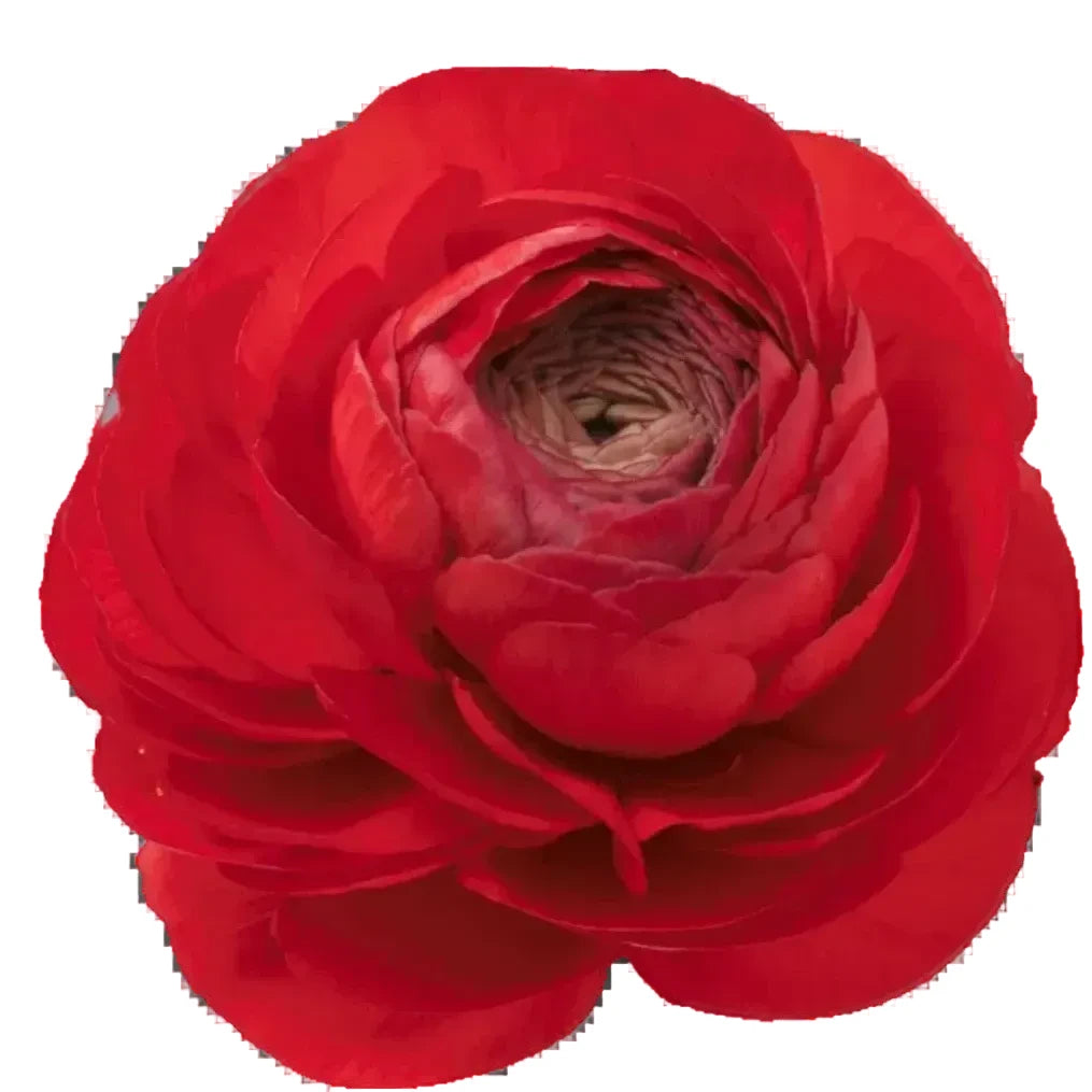 Red Ranunculus
