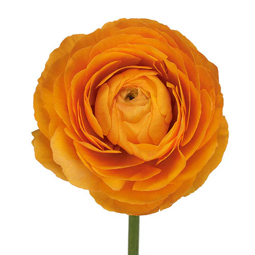Orange Ranunculus