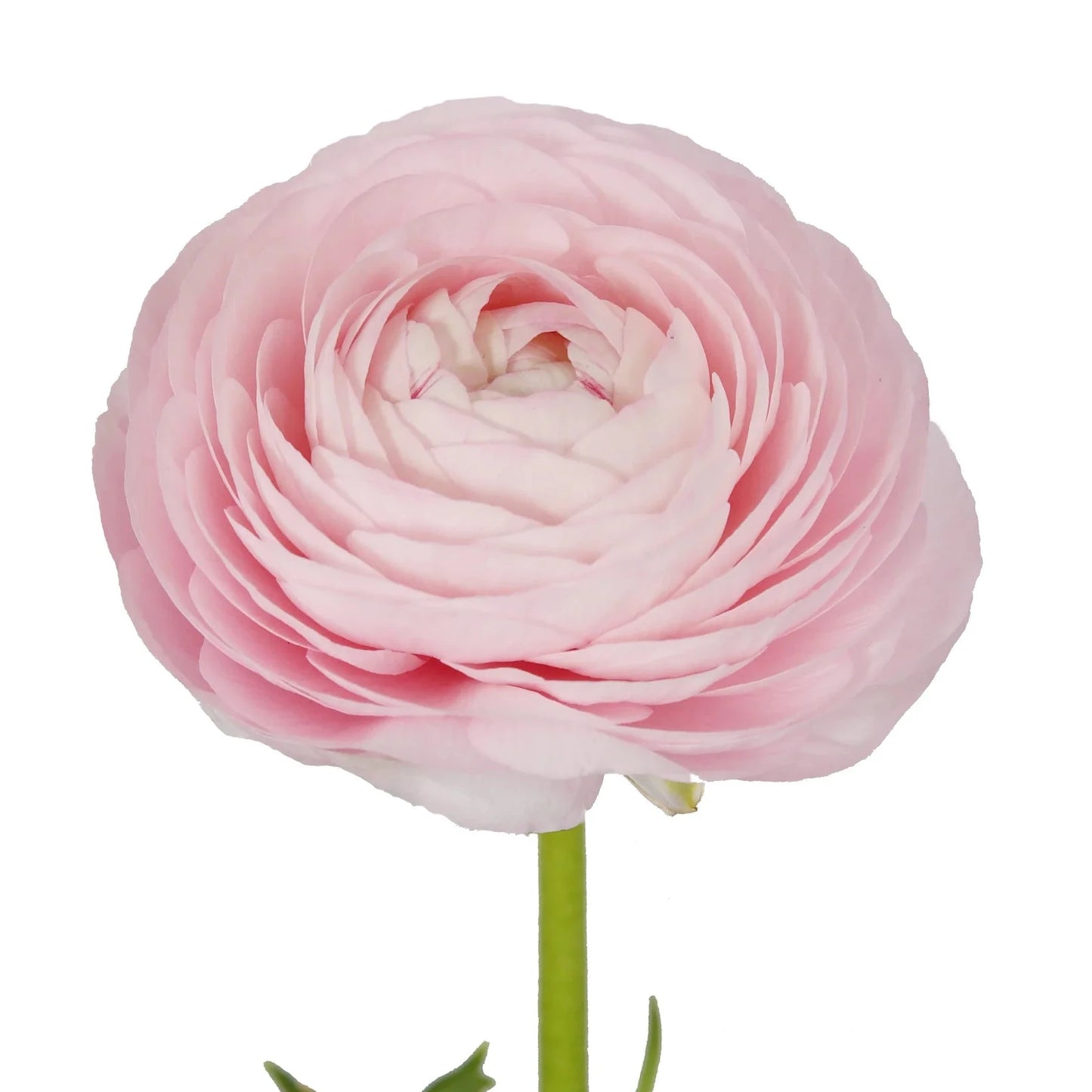 Light Pink Ranunculus