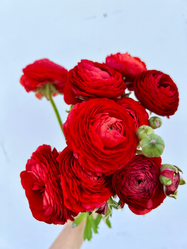 Red Ranunculus