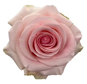 Novia Rose