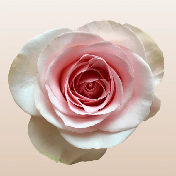 Novia Rose