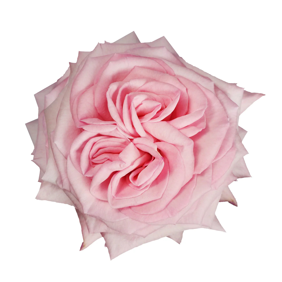 Pink O'Hara Rose