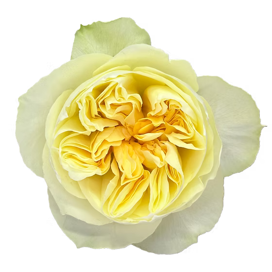 Antonia Garden Rose