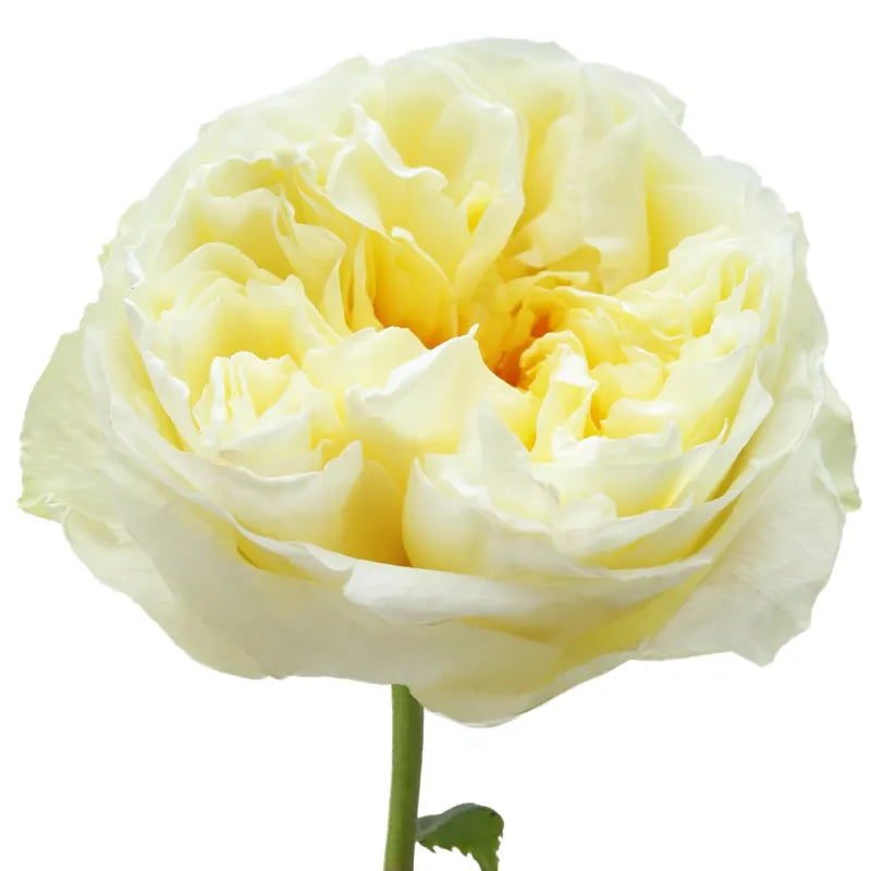 Antonia Garden Rose