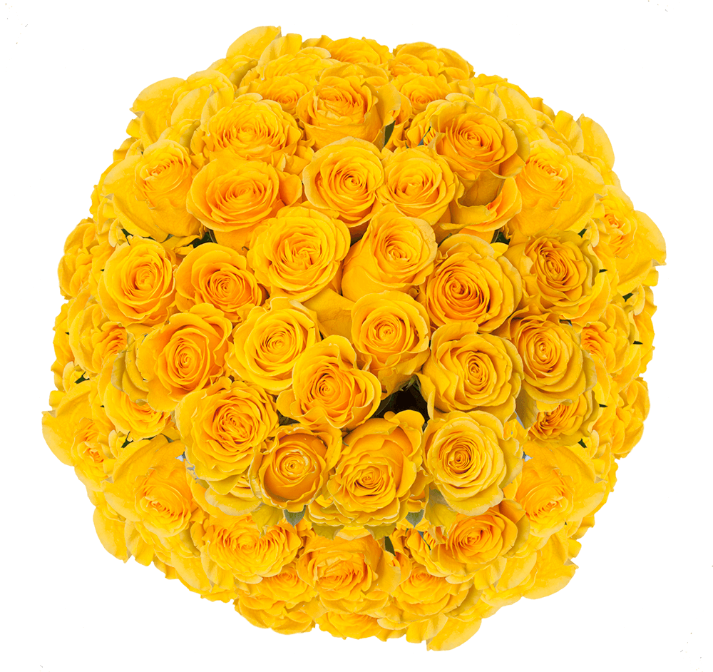 Brighton Rose