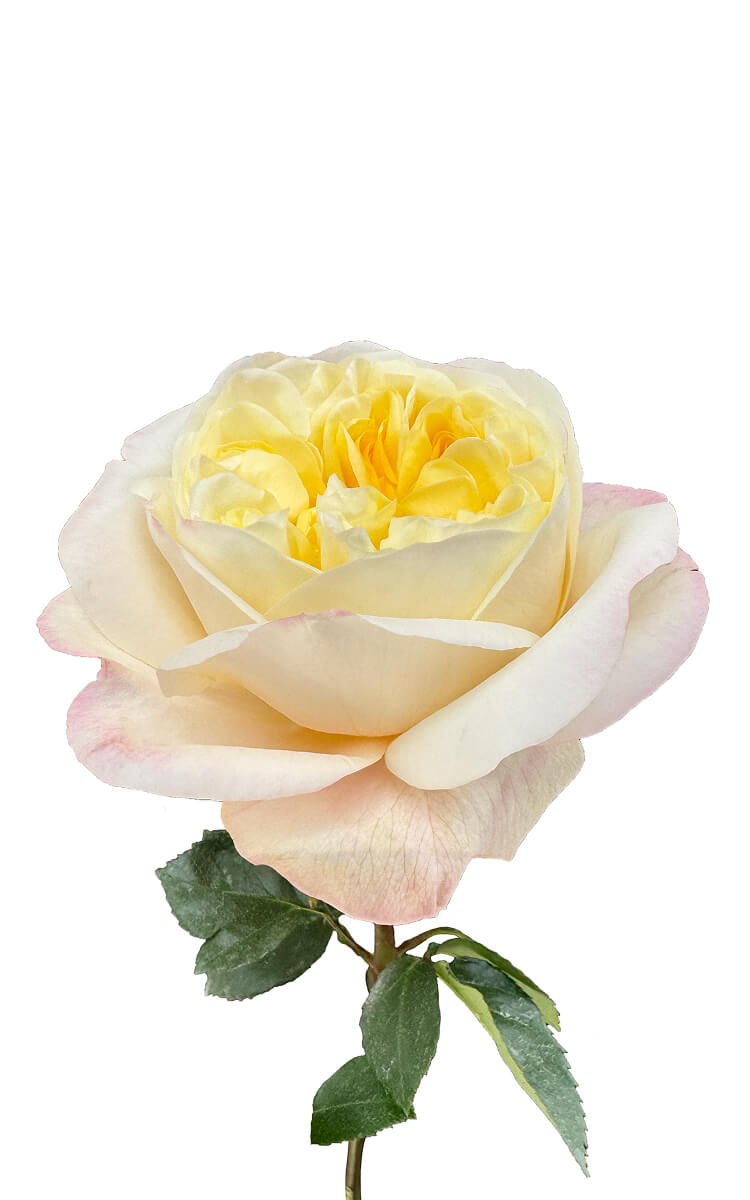 Fatima Garden Rose