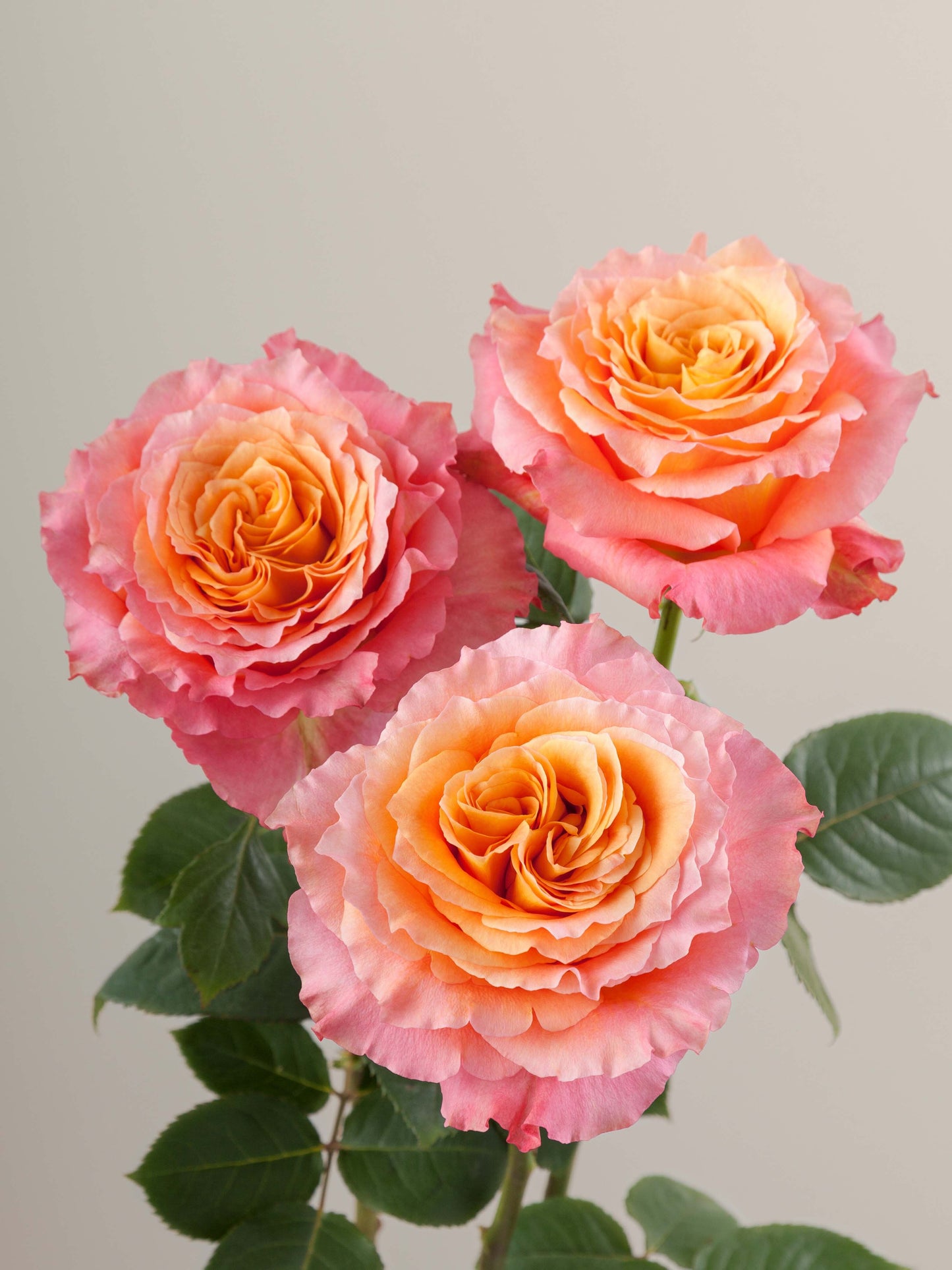 Free Spirit Rose