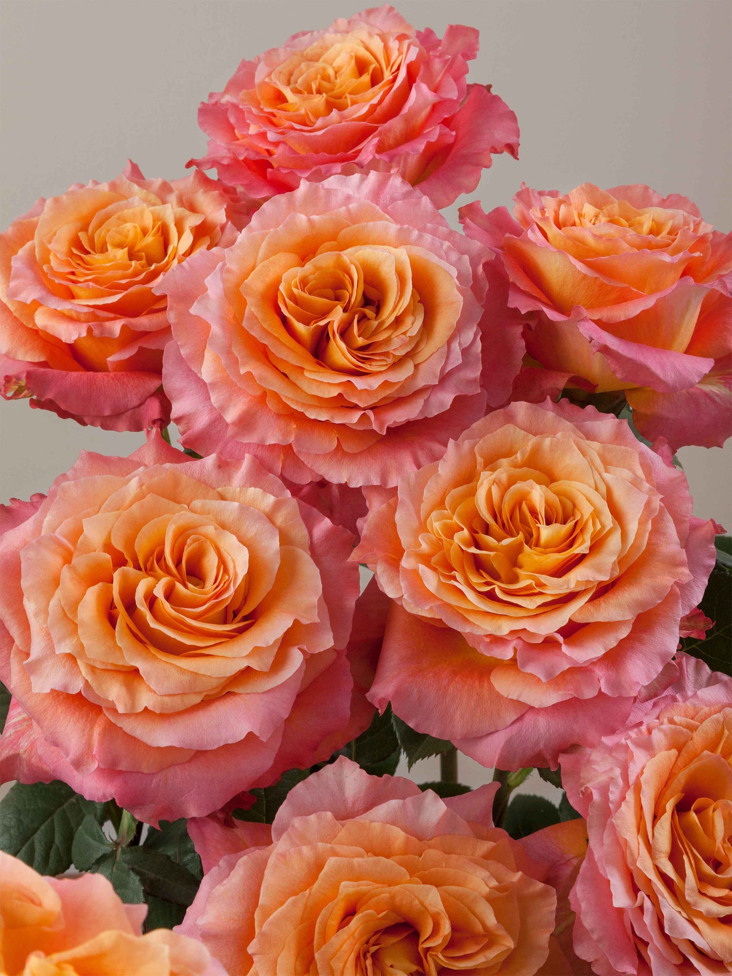 Free Spirit Rose