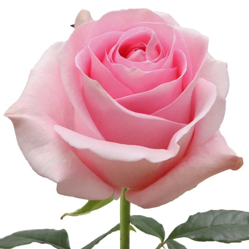 Luciano Rose