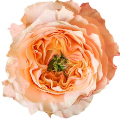 Melon Xpression Rose